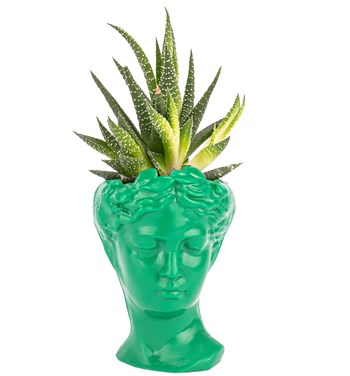 yeşil haworthia çiçeği