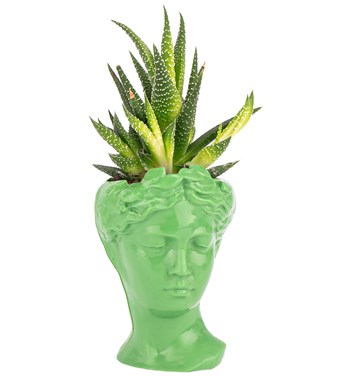 koyu yeşil haworthia çiçeği