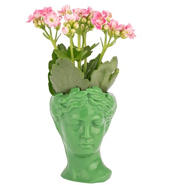 açık yeşil haworthia