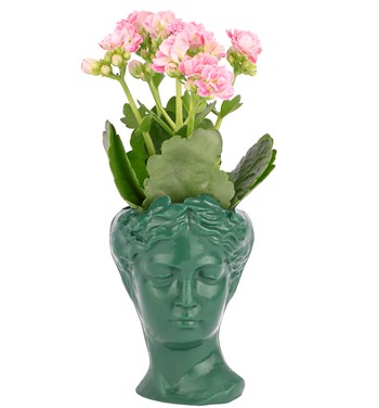 koyu yeşil kalanchoe tasarım