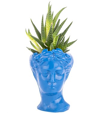 kobalt mavi haworthia çiçeği