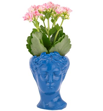 kobalt mavisi kalanchoe