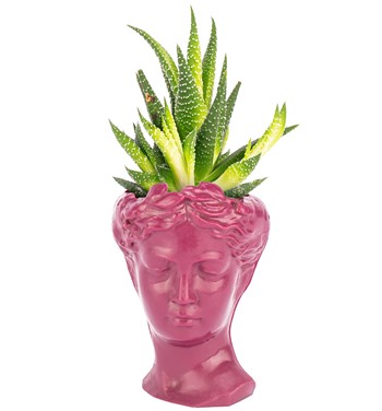 Mini Helen Serisi Haworthia Tasarım - Mürdüm