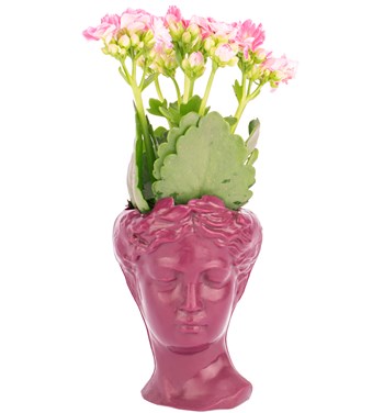 kalanchoe çiçeği fiyatı