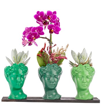 tek dal orkide fiyatı