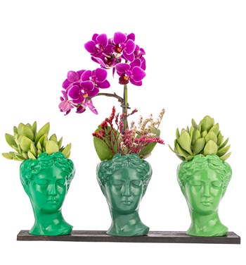 Renkli Orkide Fiyatları