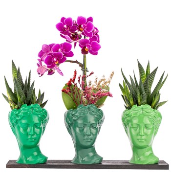 helen saksı ve orkide