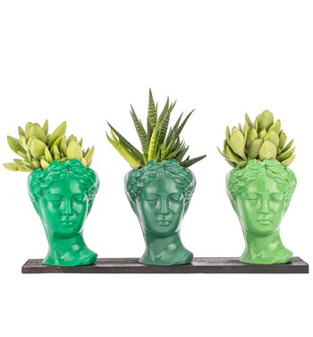 sukulent ve haworthia