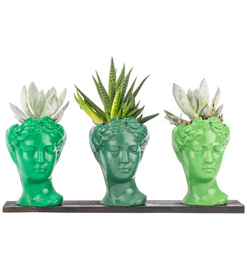 Trio Mini Helen Serisi Haworthia ve Echeveria Tasarım 