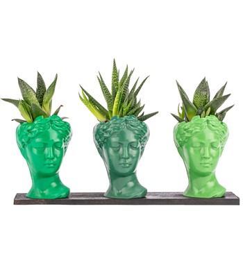 Trio Mini Helen Serisi Haworthia Tasarım - Green Colors