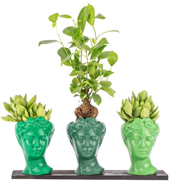 Trio Mini Helen Serisi Ficus Ginseng Bonsai ve Sukulent 
