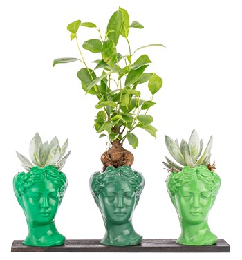 ginseng bonsai ve echeveria çiçeği