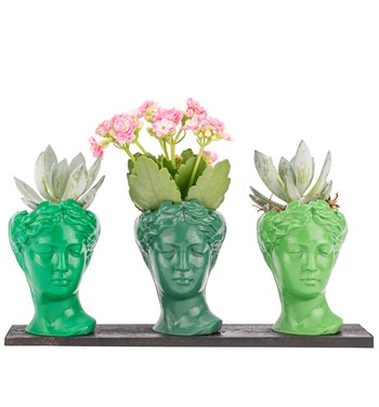 Trio Mini Helen Serisi Kalanchoe ve Echeveria Tasarım