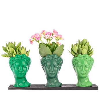 Sukulent Çeşitleri