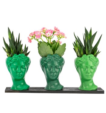 Trio Mini Helen Serisi Kalanchoe ve Haworthia Tasarım