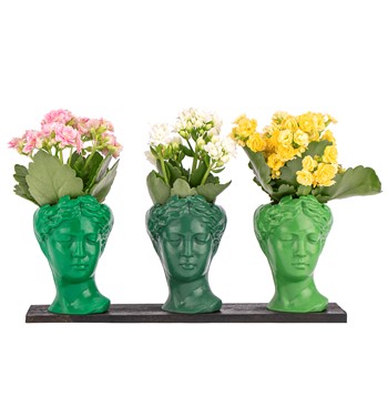 Trio Mini Helen Serisi Kalanchoe Tasarım - Green Colors