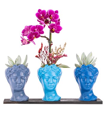 echeveria ve tek dal orkide 