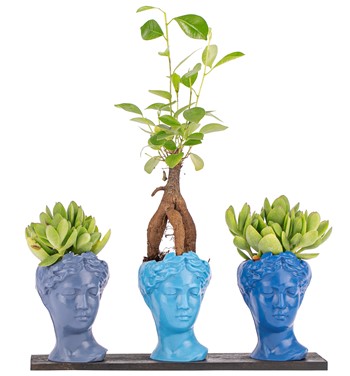 Trio Mini Helen Serisi Ficus Ginseng Bonsai ve Sukulent 