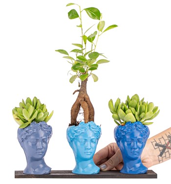 Trio Mini Helen Serisi Ficus Ginseng Bonsai ve Sukulent 