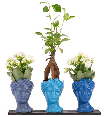 Trio Mini Helen Serisi Ficus Ginseng Bonsai ve Kalanchoe