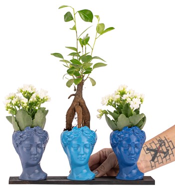 Trio Mini Helen Serisi Ficus Ginseng Bonsai ve Kalanchoe