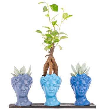 bonsai ve echeveria çiçeği