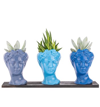 Trio Mini Helen Serisi Haworthia ve Echeveria Tasarım