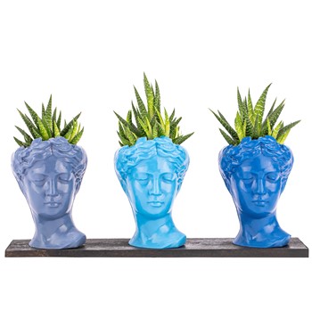 Trio Mini Helen Serisi Haworthia Tasarım - Blue Colors