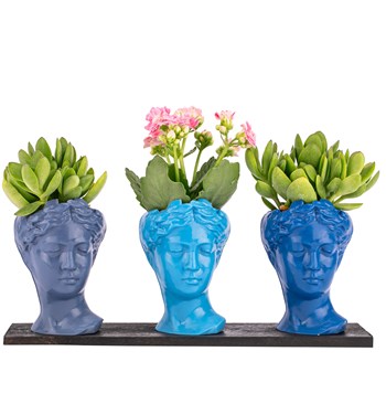 hediyelik skulentler