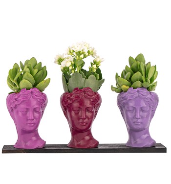 Trio Mini Helen Serisi Kalanchoe ve Sukulent Tasarım - Pink 