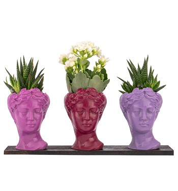 Trio Mini Helen Serisi Kalanchoe ve Haworthia Tasarım 