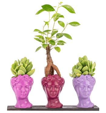 Trio Mini Helen Serisi Ficus Ginseng Bonsai ve Sukulent 