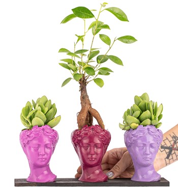 Trio Mini Helen Serisi Ficus Ginseng Bonsai ve Sukulent 