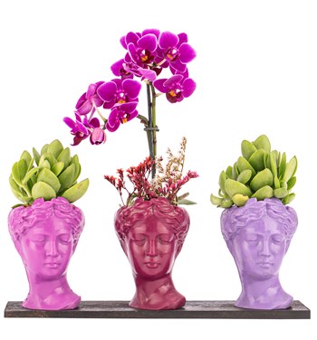 pembe orkide fiyatı