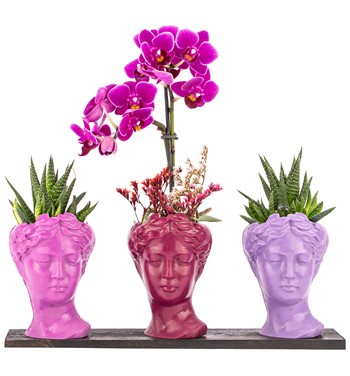 Trio Mini Helen Serisi Haworthia ve Tek Dal Orkide Tasarım