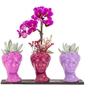 echeveria ve tek dal orkide çiçeği