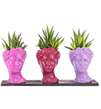 Trio Mini Helen Serisi Haworthia Tasarım - Pink Colors