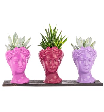 Trio Mini Helen Serisi Haworthia ve Echeveria Tasarım 