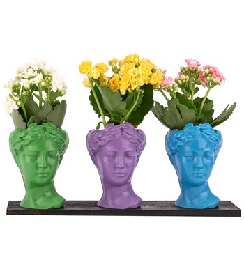 Trio Mini Helen Serisi Kalanchoe Tasarım 