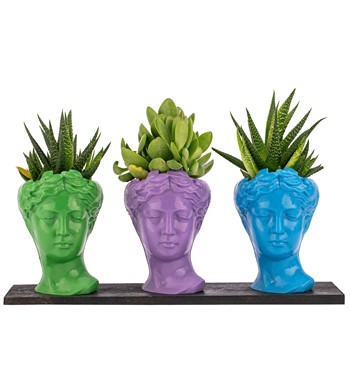 Trio Mini Helen Serisi Haworthia ve Sukulent Tasarım 