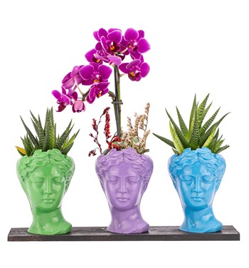 Trio Mini Helen Serisi Haworthia ve Tek Dal Orkide Tasarım