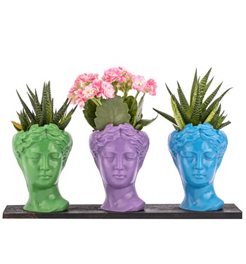 Trio Mini Helen Serisi Kalanchoe ve Haworthia Tasarım 