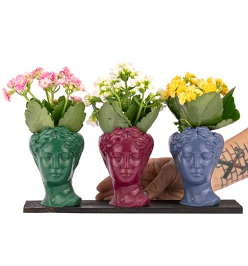 Trio Mini Helen Serisi Kalanchoe Tasarım