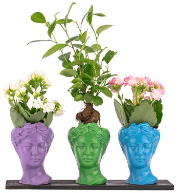 Trio Mini Helen Serisi Ficus Ginseng Bonsai ve Kalanchoe 