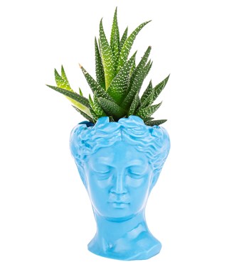 turkuaz mavi haworthia tasarım