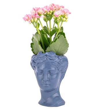 kalanchoe çiçeği fiyatları