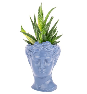 mavi çiçek çeşitleri