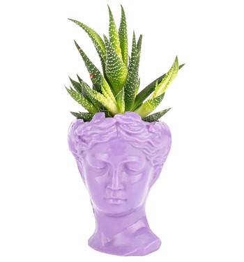 Mini Helen Serisi Haworthia Tasarım - Lila