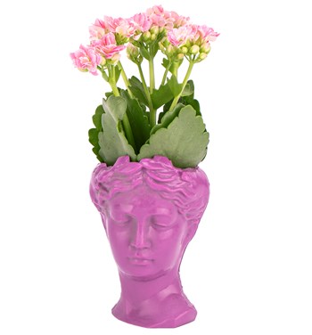 fuşya pembe kalanchoe