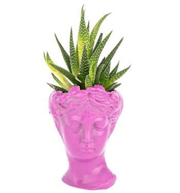 fuşya pembe çiçek